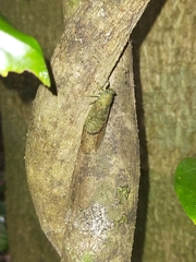Chlorocysta suffusa