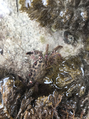 Nectocarcinus tuberculosus