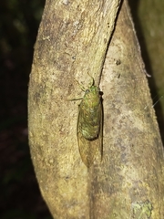 Chlorocysta suffusa