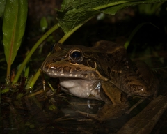 Leptodactylus paranaru