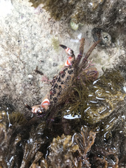 Nectocarcinus tuberculosus