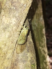 Chlorocysta suffusa
