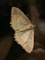 Triphosa