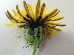 Taraxacum polyodon