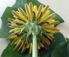 Taraxacum polyodon