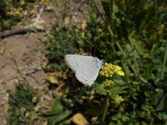 Satyrium sylvinus