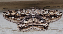 Scioglyptis lyciaria