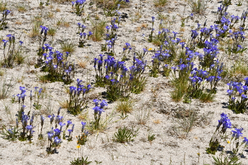 Rocky Mountain Fringed Gentian