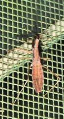 Sastrapada australica