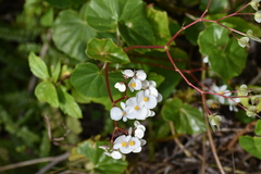 Begonia minor