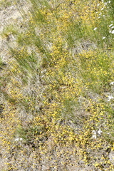 Erythranthe thermalis