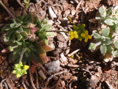Draba asprella