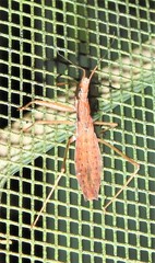 Sastrapada australica