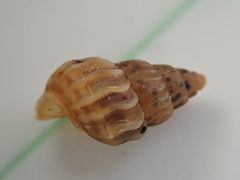 Duritropis albocarinata