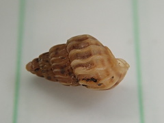Duritropis albocarinata