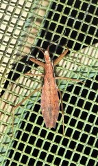 Sastrapada australica