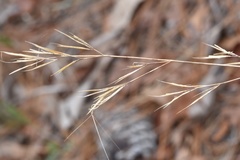 Aristida desmantha