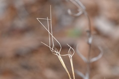 Aristida desmantha