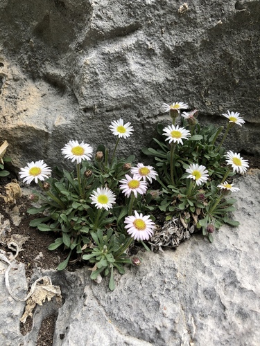 Erigeron uncialis var. conjugans