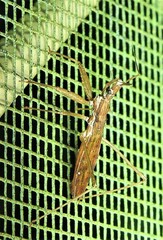 Sastrapada australica