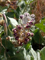 Asclepias californica