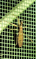 Sastrapada australica