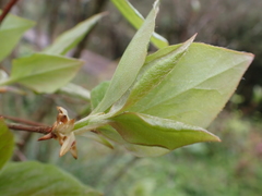 Rhododendron mariesii