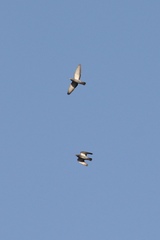 Columba livia