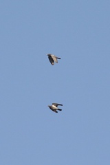 Columba livia