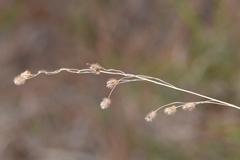 Anthenantia