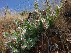 Asclepias californica