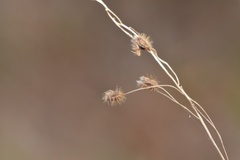 Anthenantia