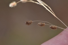 Anthenantia