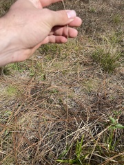 Anthenantia