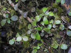 Linnaea borealis longiflora