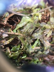 Pallavicinia