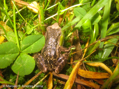 Pristimantis unistrigatus