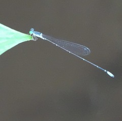 Teinobasis samaritis