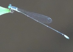 Teinobasis samaritis