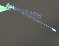 Teinobasis samaritis