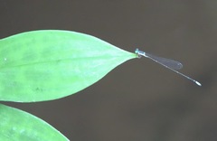 Teinobasis samaritis