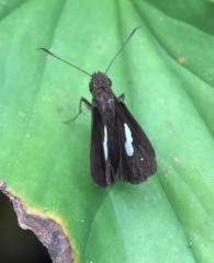 Notocrypta paralysos