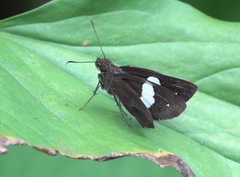 Notocrypta paralysos