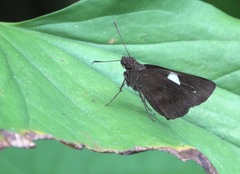 Notocrypta paralysos