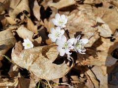 Hepatica