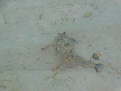 Callinectes marginatus