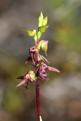 Genoplesium morrisii