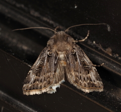 Agrotis munda