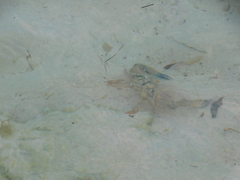 Callinectes marginatus