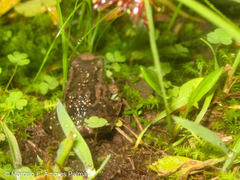 Pristimantis unistrigatus